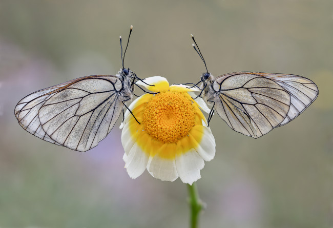 Обои картинки фото животные, бабочки,  мотыльки,  моли, макро