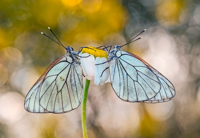 Обои картинки фото животные, бабочки,  мотыльки,  моли, макро