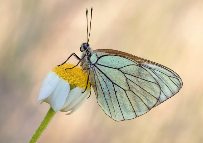 Обои картинки фото животные, бабочки,  мотыльки,  моли, макро, бабочка