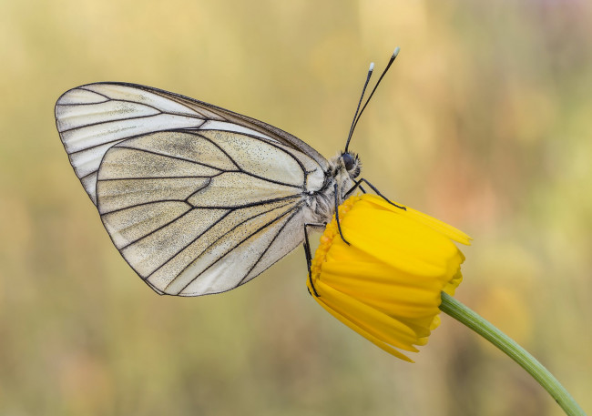 Обои картинки фото животные, бабочки,  мотыльки,  моли, макро, бабочка