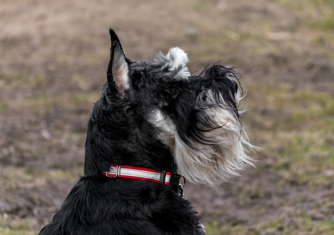 Обои картинки фото животные, собаки, профиль