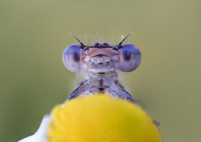 Обои картинки фото животные, стрекозы, макро