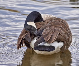 Картинка животные гуси гусь