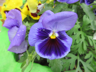 Картинка цветы анютины+глазки+ садовые+фиалки весна 2018