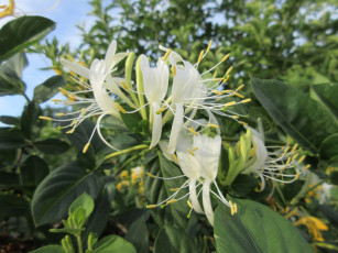 Картинка цветы цветущие+деревья+ +кустарники лето 2018