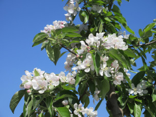 Картинка цветы цветущие+деревья+ +кустарники весна 2018