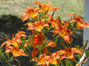 Картинка цветы лилии +лилейники лето 2018