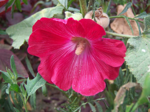 Картинка цветы мальвы мальва