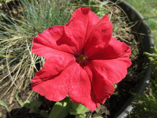 Картинка цветы петунии +калибрахоа лето 2018