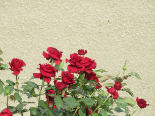 Картинка цветы розы лето 2018