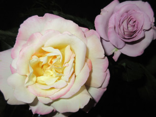 Картинка цветы розы лето 2018