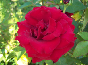 Картинка цветы розы роза