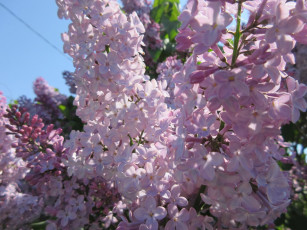 Картинка цветы сирень весна 2018