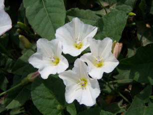 Картинка цветы вьюнки +ипомеи берёзка