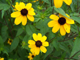 обоя цветы, жёлтые