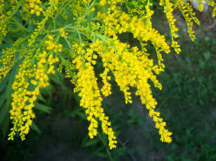 Картинка цветы жёлтые