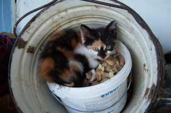 Картинка животные коты киса