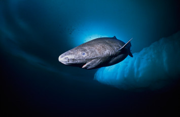 Картинка greenland+shark животные акулы greenland shark акула хищник рыба вода глубина океан