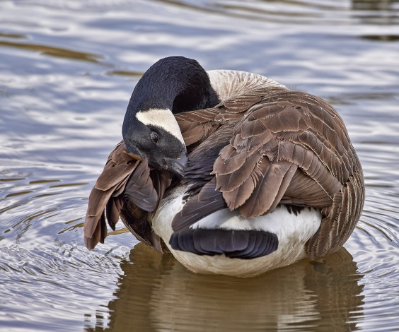 Обои картинки фото животные, гуси, гусь