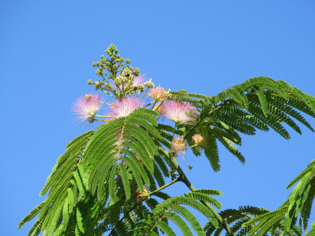 Обои картинки фото цветы, акация, лето, 2018
