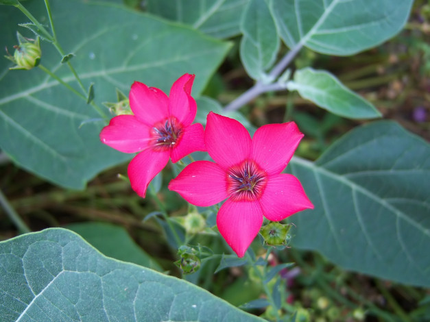 Обои картинки фото цветы, алые