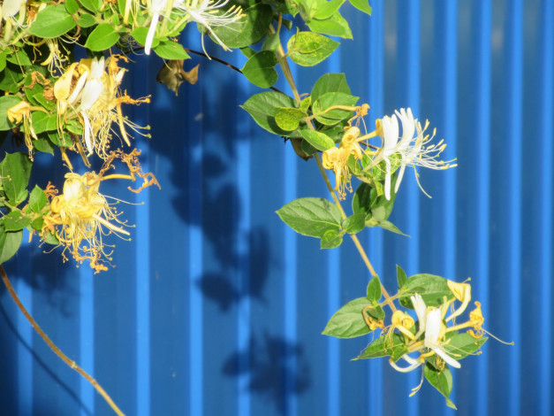 Обои картинки фото цветы, цветущие деревья ,  кустарники, лето, 2018