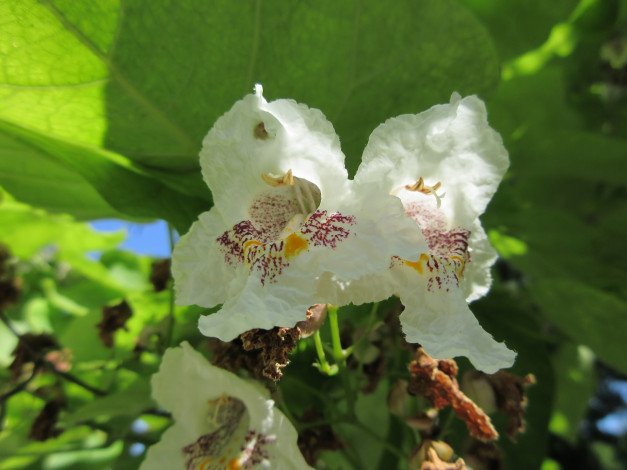 Обои картинки фото цветы, цветущие деревья ,  кустарники, лето, 2018