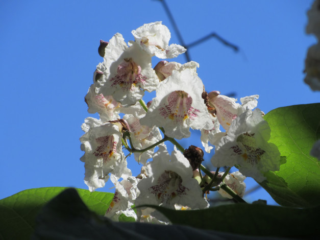 Обои картинки фото цветы, цветущие деревья ,  кустарники, лето, 2018