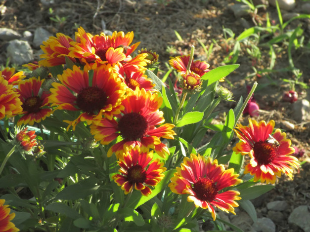 Обои картинки фото цветы, лето, 2018