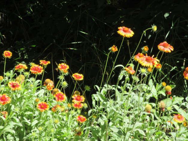 Обои картинки фото цветы, лето, 2018