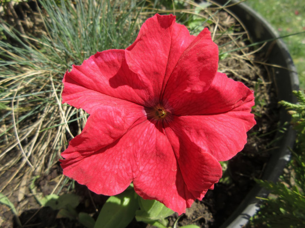 Обои картинки фото цветы, петунии,  калибрахоа, лето, 2018