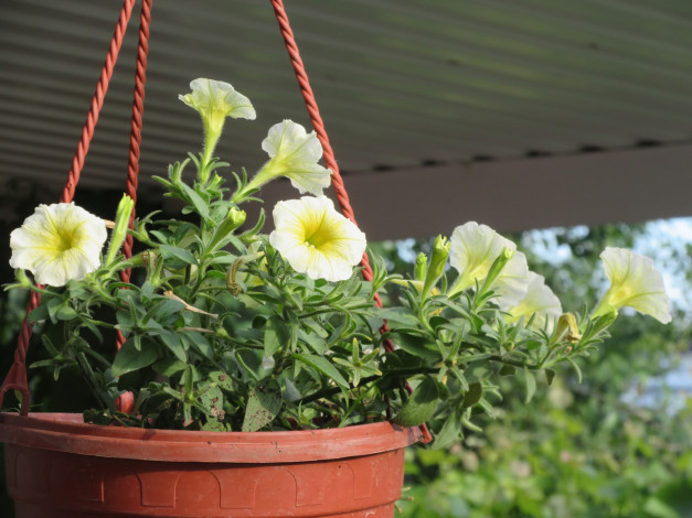 Обои картинки фото цветы, петунии,  калибрахоа, лето, 2018