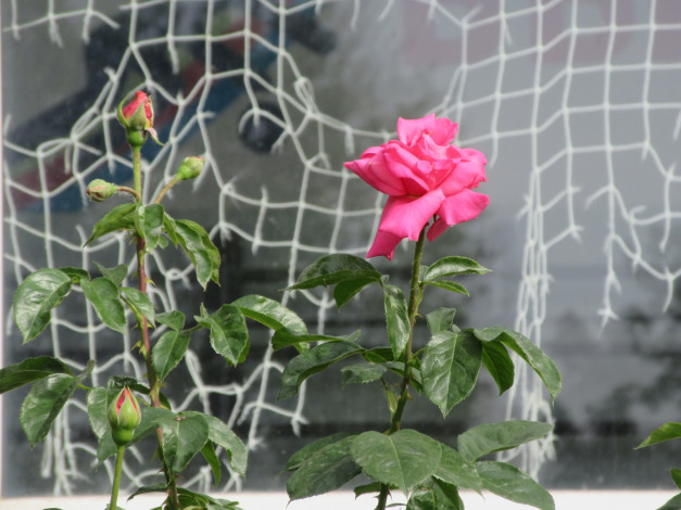 Обои картинки фото цветы, розы, лето, 2018