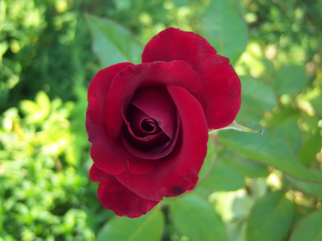 Обои картинки фото цветы, розы, роза