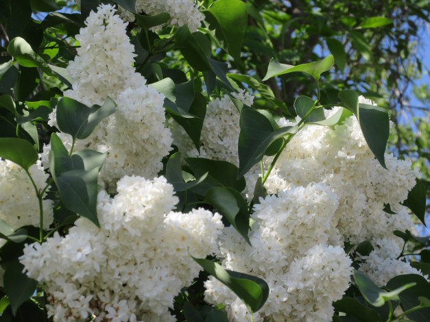 Обои картинки фото цветы, сирень, весна, 2018