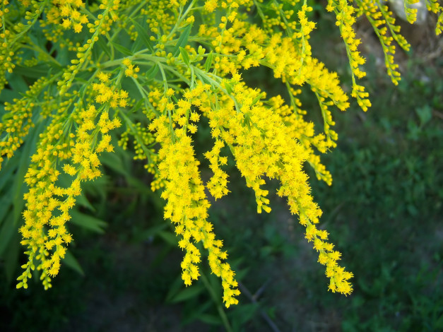 Обои картинки фото цветы, жёлтые