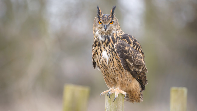 Обои картинки фото животные, совы, пестрый, размытый, оперение, филин, сидит, забор, птица, сова, фон, туман, природа, взгляд