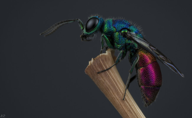 Обои картинки фото животные, пчелы,  осы,  шмели, оса-блестянка, насекомое, оса