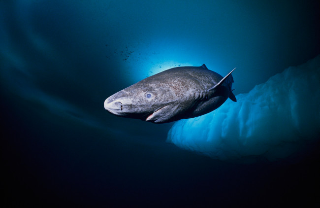 Обои картинки фото greenland shark, животные, акулы, greenland, shark, акула, хищник, рыба, вода, глубина, океан