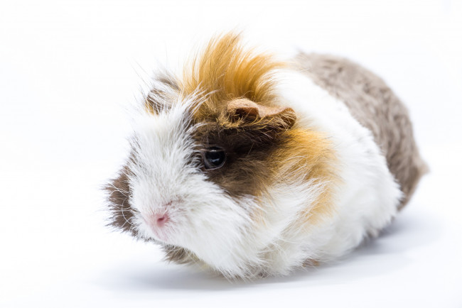 Обои картинки фото животные, морские свинки,  хомяки, лохматый, морская, свинка, шерсть