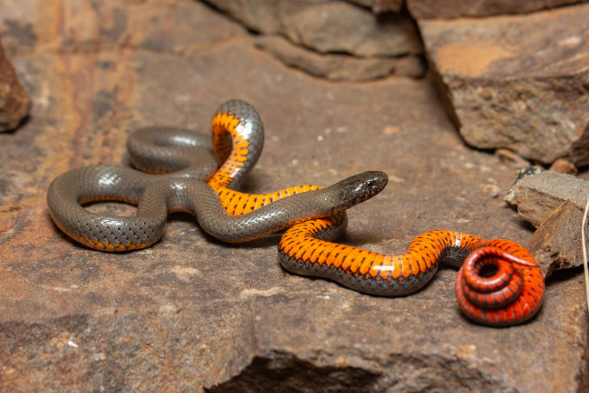 Обои картинки фото животные, змеи,  питоны,  кобры, змея