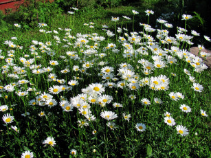 Картинка цветы ромашки клумба белые