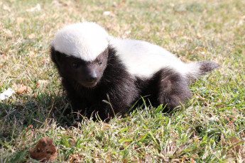 Картинка медоед животные барсуки детёныш honey badger куньи животное хищник африка бесстрашный когти шерсть млекопитающее