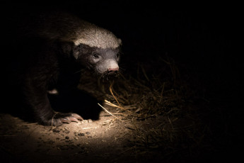 Картинка медоед животные барсуки honey badger куньи животное хищник африка бесстрашный когти шерсть млекопитающее