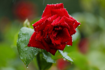 Картинка цветы розы алая роза капли