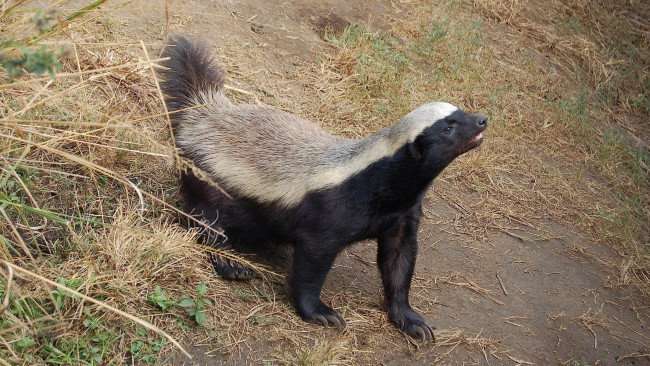 Обои картинки фото медоед, животные, барсуки, honey, badger, куньи, животное, хищник, африка, бесстрашный, когти, шерсть, млекопитающее