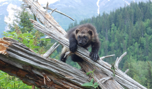Обои картинки фото росомаха, животные, росомахи, животное, хищник, млекопитающее, куньи, опасное, мех, когти