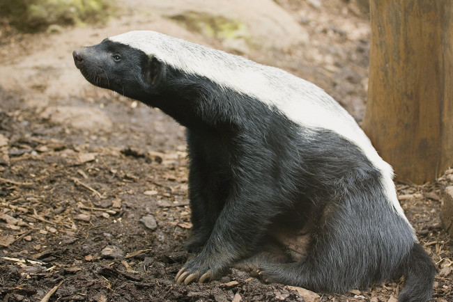 Обои картинки фото медоед, животные, барсуки, honey, badger, куньи, животное, хищник, африка, бесстрашный, когти, шерсть, млекопитающее