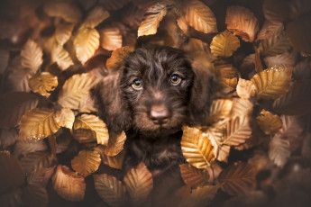 Картинка животные собаки собака