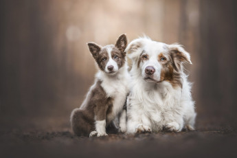 Картинка животные собаки собака